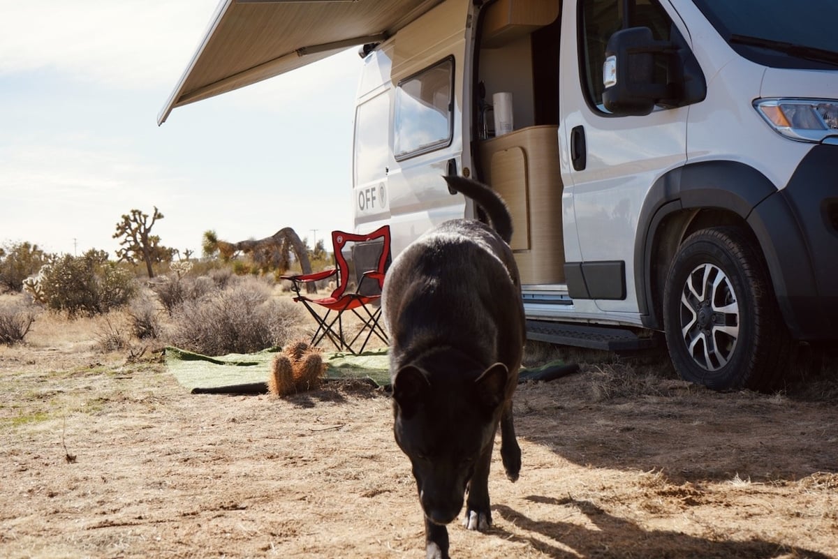 Joshua Tree-Off-grid-dog